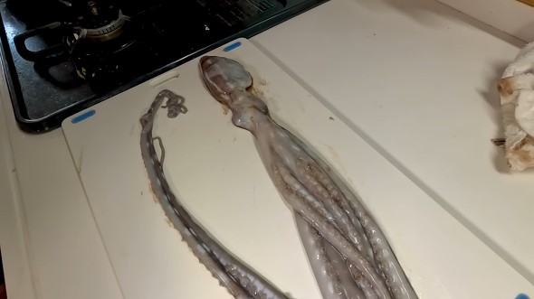 妻と夜の潮干狩りに行ったら大物