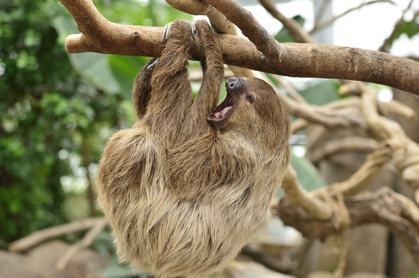 sloth