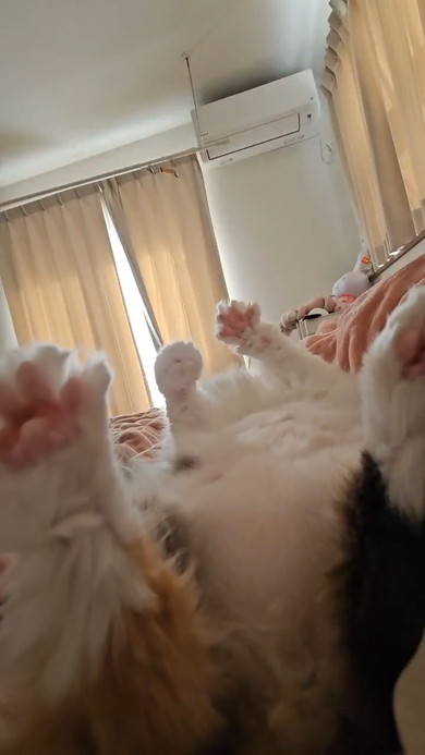ヘソ天になって宙に向かいふみふみする猫ちゃん