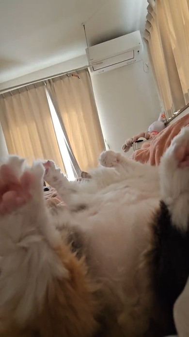 ヘソ天になって宙に向かいふみふみする猫ちゃん