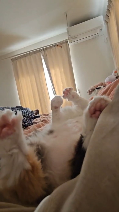 ヘソ天になって宙に向かいふみふみする猫ちゃん