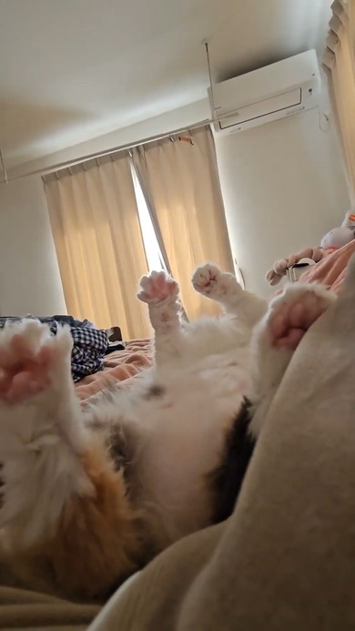 ヘソ天になって宙に向かいふみふみする猫ちゃん