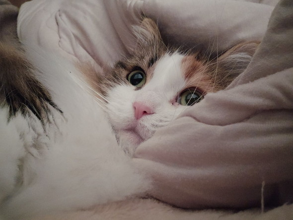 くつろぐ猫ちゃん