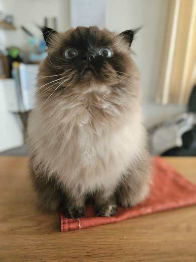 ヒマラヤンの猫ちゃん
