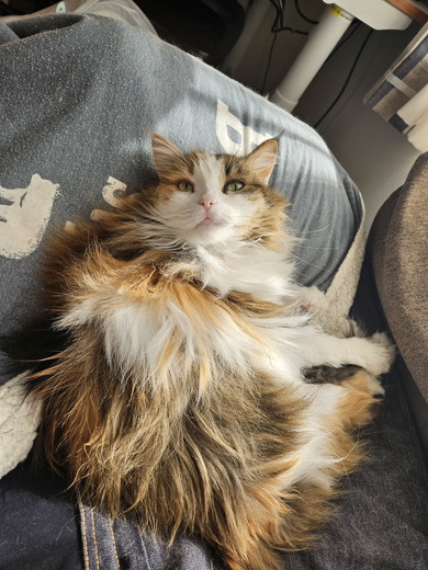 朝日を浴びる猫ちゃん