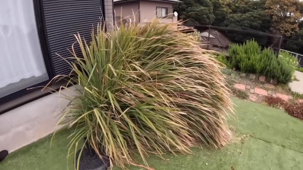 とんでもない状態の庭