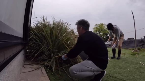 レモングラスを切る