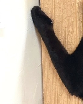 柱に張り付いた猫