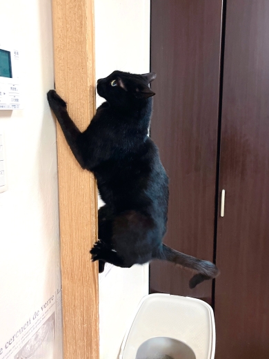 柱に張り付いた猫