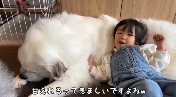 グレートピレニーズと2歳児
