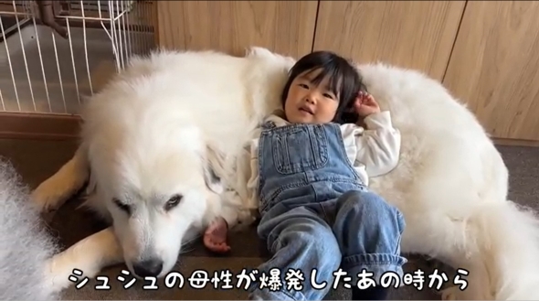 グレートピレニーズと2歳児