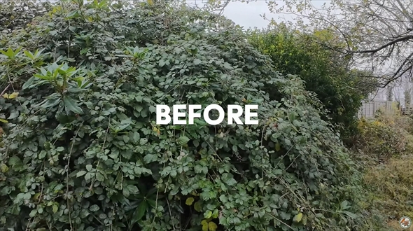 生い茂るイバラの山