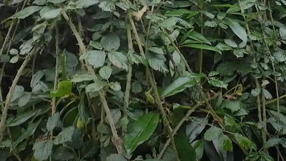 生い茂るイバラの山