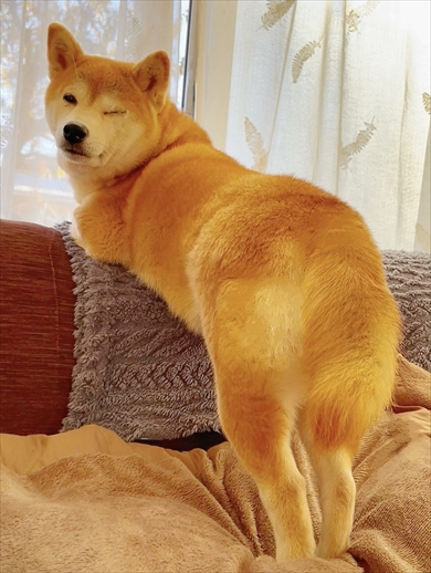 愛犬の柴犬が見せる“週明け”の表情がかわいすぎる