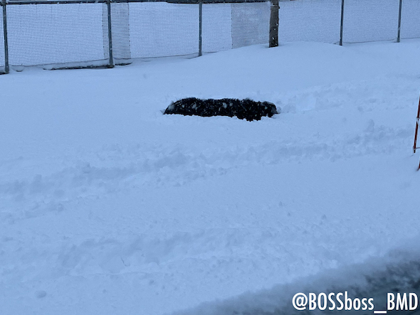 雪上の犬