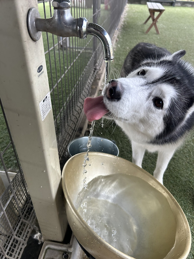 5歳になったラニちゃん