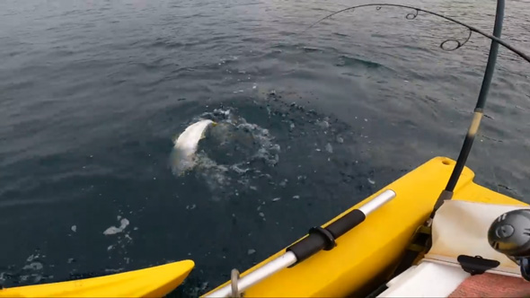 秋 朝まずめ 大物 釣れ過ぎて 大漁 ボート釣り