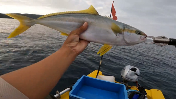 秋 朝まずめ 大物 釣れ過ぎて 大漁 ボート釣り