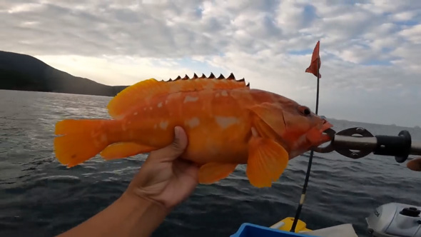 秋 朝まずめ 大物 釣れ過ぎて 大漁 ボート釣り