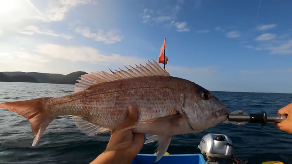秋 朝まずめ 大物 釣れ過ぎて 大漁 ボート釣り