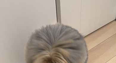 丸に見えるペキニーズ