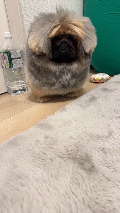 四角形に見えるペキニーズ