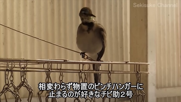 渡り鳥の映画のような帰還