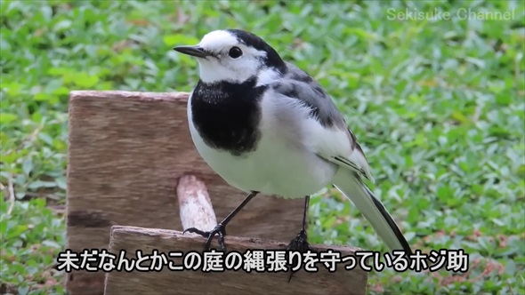 渡り鳥の映画のような帰還