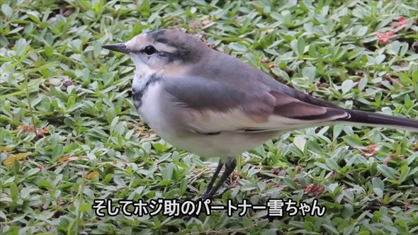 渡り鳥の映画のような帰還
