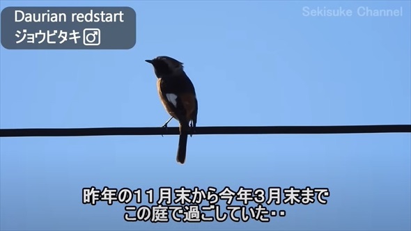 渡り鳥の映画のような帰還