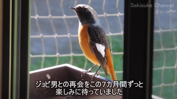 渡り鳥の映画のような帰還