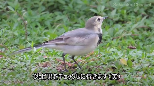 渡り鳥の映画のような帰還