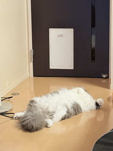 寝ている猫ちゃん