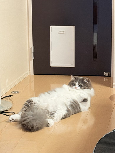 寝ている猫ちゃん