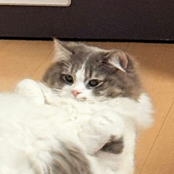 寝ている猫ちゃん