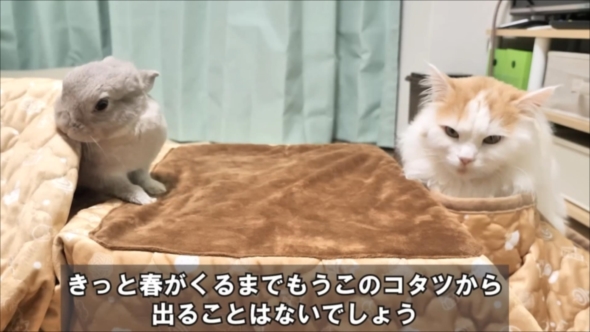 コタツでくつろぐうさぎと猫