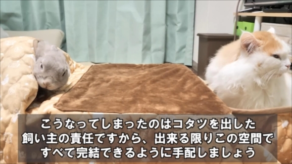 コタツから動こうとしないうさぎと猫