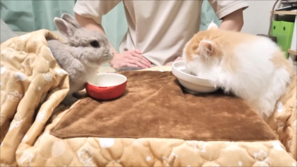 コタツの上でごはんを食べるうさぎと猫