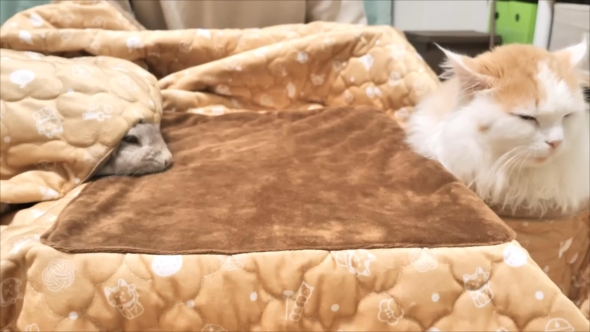 満腹になり眠くなるうさぎと猫