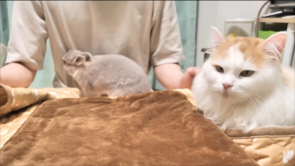 投稿主さんと遊びたいうさぎ