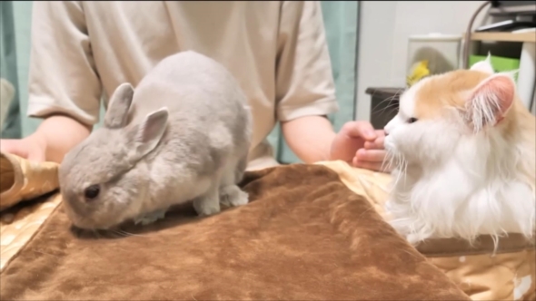 コタツから出ようとしない猫