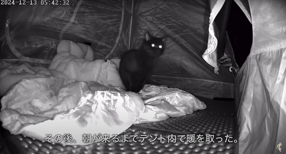 不法侵入する猫ちゃんたち