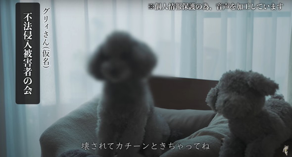 不法侵入する猫ちゃんたち