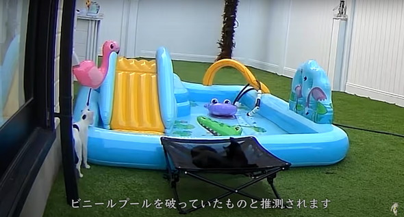 不法侵入する猫ちゃんたち