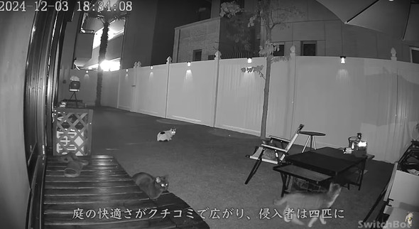不法侵入する猫ちゃんたち