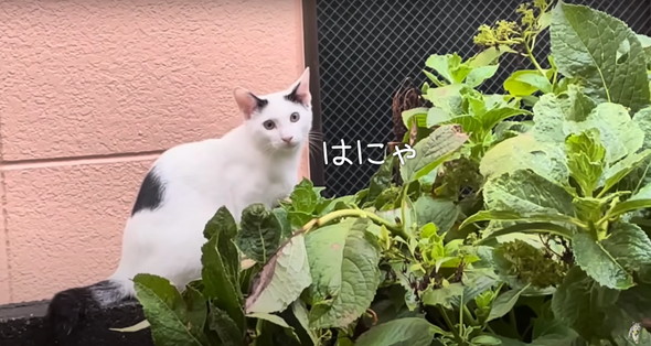 不法侵入する猫ちゃんたち