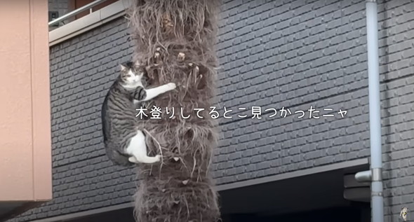 不法侵入する猫ちゃんたち
