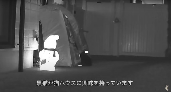 不法侵入する猫ちゃんたち