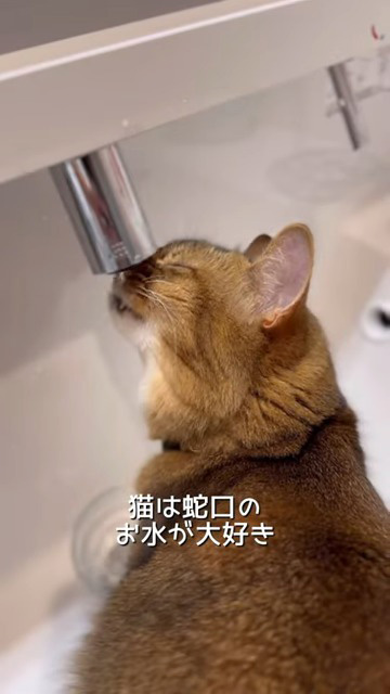 蛇口の水が好きな猫
