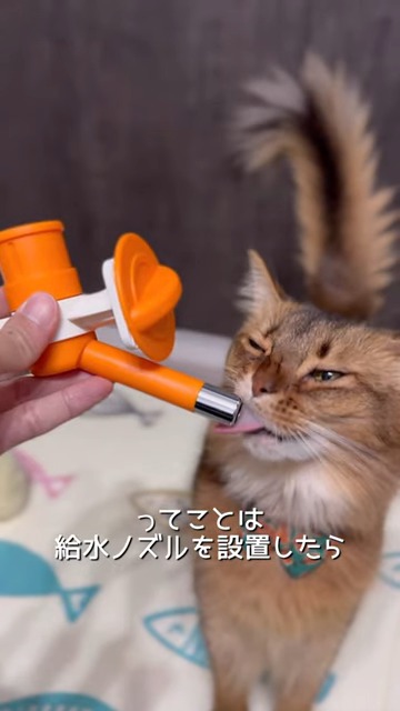 給水ノズルをなめる猫